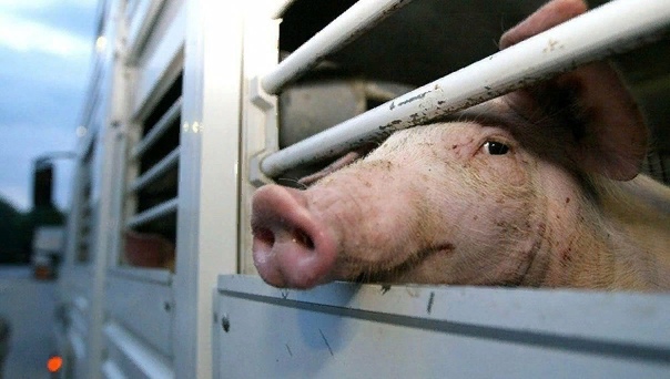 На территории Вельского района Архангельской области отменен карантин по африканской чуме свиней (АЧС)