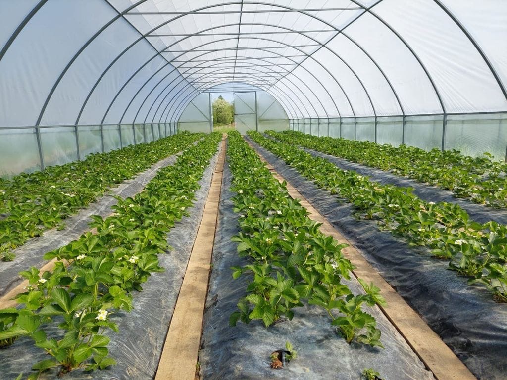 В Поморье активно реализуются проекты по выращиванию ягодных культур