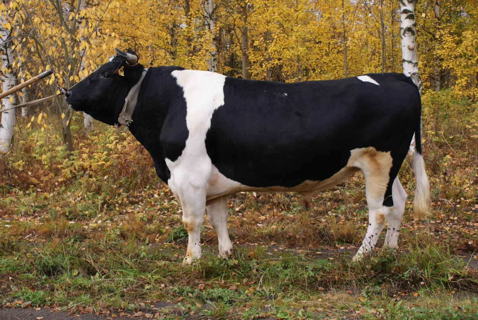 В «Архангельском племпредприятии» прошла ежегодная оценка быков-производителей холмогорской породы