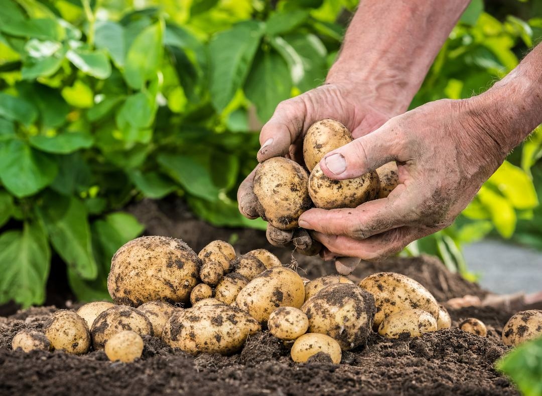 Власти дадут господдержку подсобным хозяйствам на выращивание картофеля