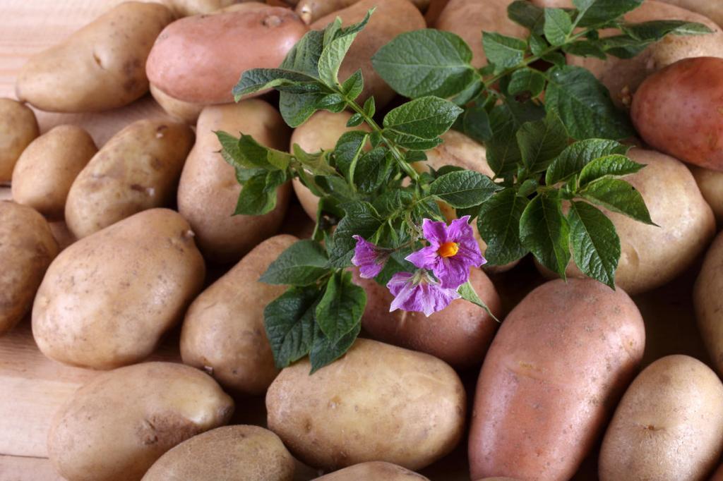 Минсельхоз России поддержит производителей картофеля и овощей