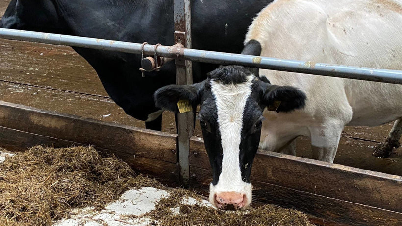 Молочное животноводство остается приоритетным в развитии агропрома в Поморье