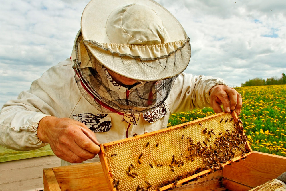 9-10 декабря в Костромской области пройдет II межрегиональный Форум пчеловодов